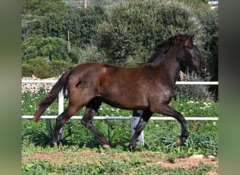 Andalusier, Stute, 3 Jahre, 158 cm, Rappe