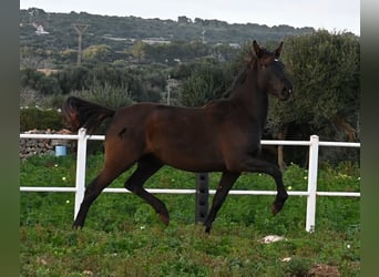 Andalusier, Stute, 3 Jahre, 158 cm, Rappe