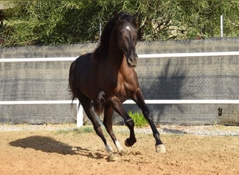 Andalusier, Stute, 3 Jahre, 158 cm, Rappe