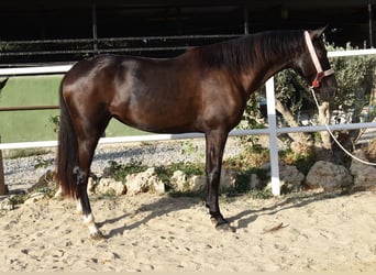 Andalusier, Stute, 3 Jahre, 158 cm, Rappe