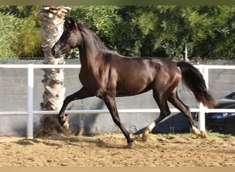 Andalusier, Stute, 3 Jahre, 158 cm, Rappe