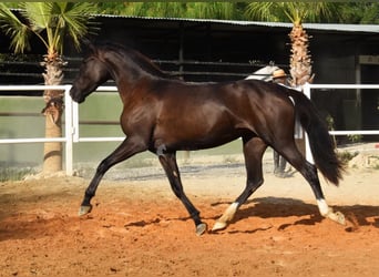 Andalusier, Stute, 3 Jahre, 158 cm, Rappe