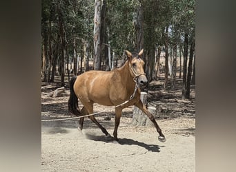Andalusier, Stute, 3 Jahre, 159 cm, Buckskin