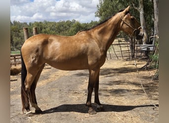 Andalusier, Stute, 3 Jahre, 159 cm, Buckskin