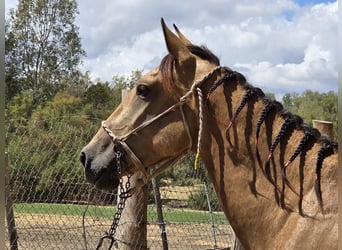 Andalusier, Stute, 3 Jahre, 159 cm, Buckskin