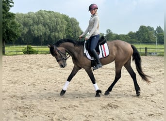 Andalusier Mix, Stute, 3 Jahre, 159 cm, Roan-Red