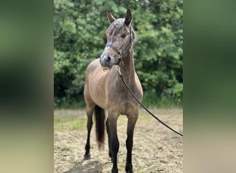 Andalusier Mix, Stute, 3 Jahre, 159 cm, Roan-Red