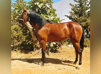 Andalusier, Stute, 3 Jahre, 160 cm, Brauner