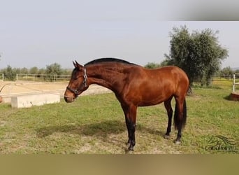 Andalusier, Stute, 3 Jahre, 160 cm, Brauner