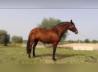 Andalusier, Stute, 3 Jahre, 160 cm, Brauner