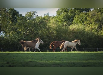Andalusier, Stute, 3 Jahre, 160 cm, Falbe