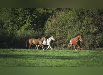 Andalusier, Stute, 3 Jahre, 160 cm, Falbe