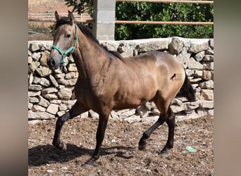 Andalusier, Stute, 3 Jahre, 160 cm, Falbe