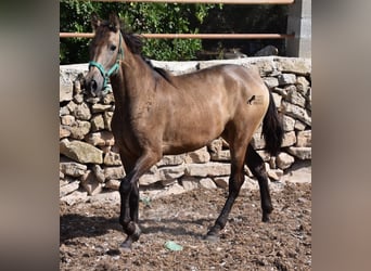 Andalusier, Stute, 3 Jahre, 160 cm, Falbe