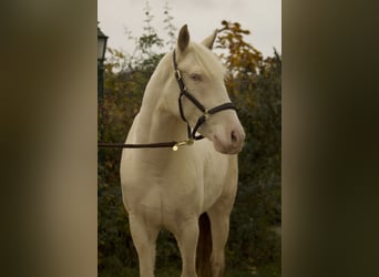 Andalusier, Stute, 3 Jahre, 160 cm