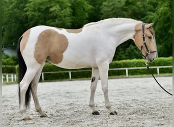 Andalusier, Stute, 3 Jahre, 160 cm, Schecke