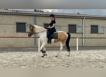 Andalusier, Stute, 3 Jahre, 160 cm, Schecke