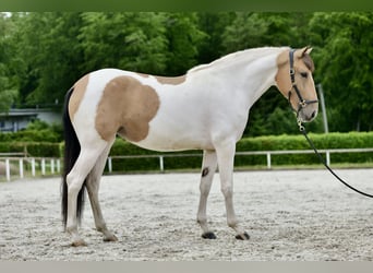 Andalusier, Stute, 3 Jahre, 160 cm, Schecke