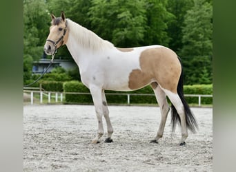 Andalusier, Stute, 3 Jahre, 160 cm, Schecke