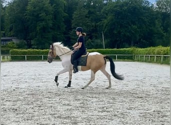 Andalusier, Stute, 3 Jahre, 160 cm, Schecke