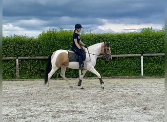 Andalusier, Stute, 3 Jahre, 160 cm, Schecke