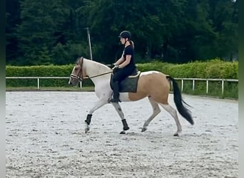 Andalusier, Stute, 3 Jahre, 160 cm, Schecke