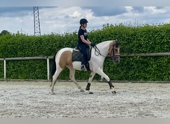 Andalusier, Stute, 3 Jahre, 160 cm, Schecke