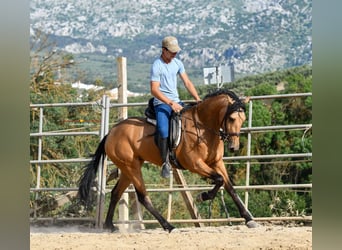 Andalusier, Stute, 3 Jahre, 163 cm, Falbe