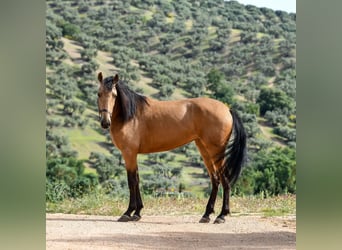 Andalusier, Stute, 3 Jahre, 163 cm, Falbe
