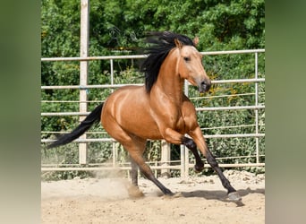 Andalusier, Stute, 3 Jahre, 163 cm, Falbe