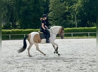 Andalusier, Stute, 3 Jahre, 163 cm, Schecke