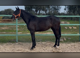 Andalusier, Stute, 3 Jahre, 165 cm, Rappe