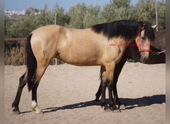 Andalusier, Stute, 3 Jahre, Falbe