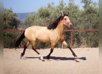Andalusier, Stute, 3 Jahre, Falbe