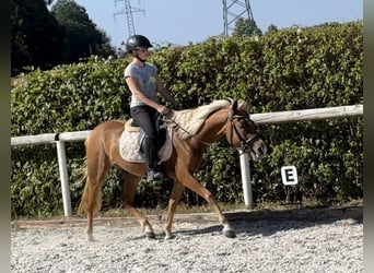 Andalusier, Stute, 4 Jahre, 138 cm, Palomino