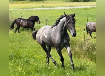 Andalusier Mix, Stute, 4 Jahre, 150 cm