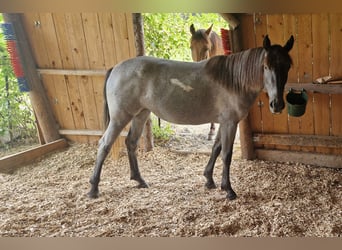 Andalusier Mix, Stute, 4 Jahre, 150 cm