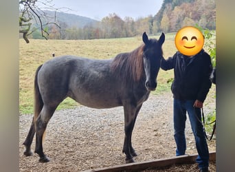 Andalusier Mix, Stute, 4 Jahre, 150 cm