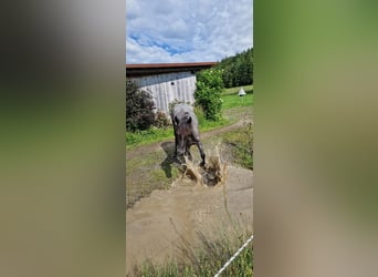 Andalusier Mix, Stute, 4 Jahre, 150 cm