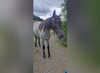Andalusier Mix, Stute, 4 Jahre, 150 cm