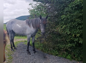 Andalusier Mix, Stute, 4 Jahre, 150 cm