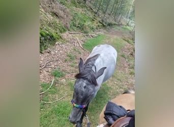 Andalusier Mix, Stute, 4 Jahre, 150 cm