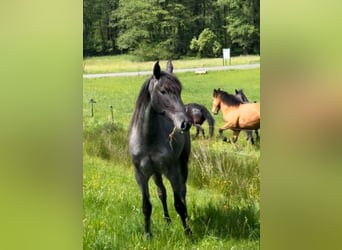 Andalusier Mix, Stute, 4 Jahre, 150 cm