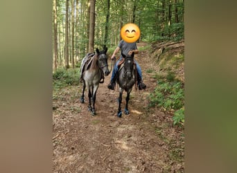 Andalusier Mix, Stute, 4 Jahre, 150 cm