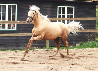Andalusier Mix, Stute, 4 Jahre, 150 cm, Palomino