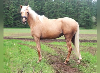 Andalusier Mix, Stute, 4 Jahre, 150 cm, Palomino