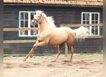 Andalusier Mix, Stute, 4 Jahre, 150 cm, Pearl