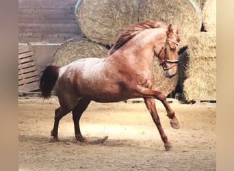 Andalusier Mix, Stute, 4 Jahre, 150 cm, Red Dun