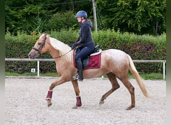 Andalusier, Stute, 4 Jahre, 152 cm, Palomino