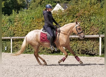 Andalusier, Stute, 4 Jahre, 152 cm, Palomino